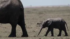 elephant file photo