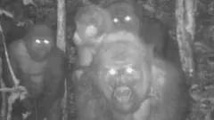 Cross River gorillas