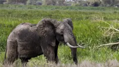 ELEPHANT