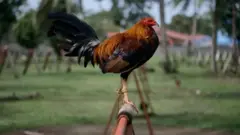 कोंबडा