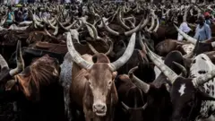 Cows