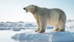 Polar bear on ice floe. Melting iceberg and global warming. - stock photo
