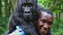 animal