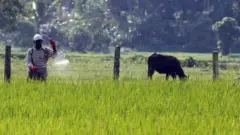 ஏழைகள் உயிரை மாய்த்துக்கொள்ள வழிகோலும் பூச்சிக்கொல்லி மருந்துகள்
