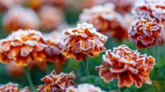 Крупним планом показані помаранчево-червоні квіти чорнобривців, пелюстки яких вкриті тонким шаром білого інею. На зеленому тлі видно більше таких самих підмерзлих квітів.