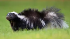 Um gambá preto e branco parado na grama e olhando para algo fora da câmera