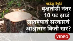 महाराष्ट सरकारची वृक्ष लागवड कागदावरच प्रभावी? माहितीच्या अधिकारातली आकडेवारी काय सांगते?