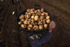 Un ouvrier égyptien porte un panier de pommes de terre dans un champ du village de Shamma, dans la province égyptienne du delta du Nil d'al-Minufiyah, le 26 janvier 2017.