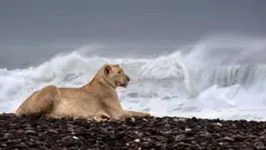 Foto Gamma, singa gurun Namibia, hasil jepretan Griet Van Malderen.