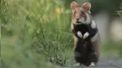 europe hamster