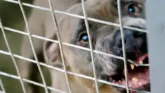 Zbliżenie dużego brązowego psa szczerzącego zęby zza drzwi klatki