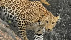చిరుత