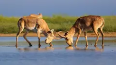 Оролбўйи сайғоқлари