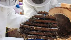 Enquanto em outras partes do Japão as pessoas apanham ninhos sozinhas, para os moradores da vila Kushihara, caçar vespas é uma atividade social