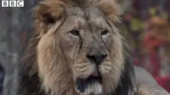 సింహం