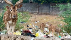 ચિત્તલનું એક ટોળું જૂનાગઢની ભાગોળે દાતાર જવાને રસ્તે એક ઉકરડામાં પ્લાસ્ટિકનો ઢગલો ફંફોસતું હોય તેવો વીડિયો સોશિયલ મીડિયામાં વાઇરલ થયો છે. સિંહ ગિરનાર ગીર જંગલ હરણ ચિત્તલ પ્લાસ્ટિક પ્રદૂષણ ગુજરાત બીબીસી ગુજરાતી ગુજરાત સૌરાષ્ટ્ર