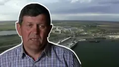 зерно, пшениця