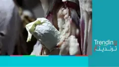 إحباط محاولة تهريب مخدرات داخل أحشاء أغنام في الكويت