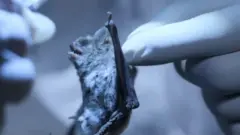 bat