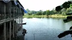 পুকুরে মাছ ও উপরে মুরগী