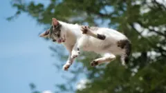Gato cayendo en espacio abierto.