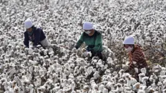 Farmers pick cotton during the harvest on October 21, 2019 in Shaya County, Xinjiang Uygur Autonomous Region of China.