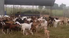 खसी