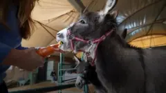 د څارویو فلسطینی ډاکټر راکان سیلوس سروکار له خرو سره دی. دی د نیول شوې لوېدیځې تړانګې نابلس کې د بریتانیا په مالي لګښت د حیواناتو په ګڼو پالنځیو کې مرسته کوي.