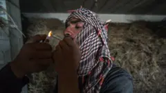 لبنان أول بلد عربي يقنن زراعة الحشيش