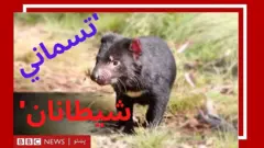 'تسماني شیطانان' زرګونه کاله پخوا لومړی ځل د استرالیا پر خاوره زیږېدلي دي.