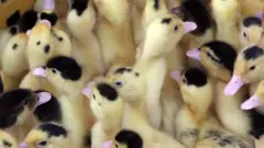 каченята
