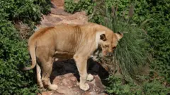 சிங்கம்