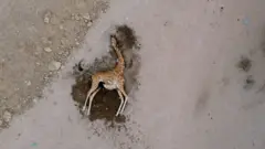 가뭄에 말라죽는 가축들…절규하는 케냐
