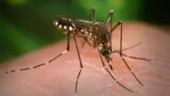 Mosquito Aedes aegypti