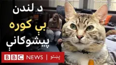 جاوا ویسکرس په لندن کې د پیشوګانو یو وروستی خوړنځی دی او اوس پکې ۹ پیشوګانې د نورو څښتنانو په لټه کې اوسېږي. نور جزییات یې په دې لنډه وېډیو کې کتلی شئ.