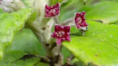 နှစ်ပေါင်း ၂၅၀ လောက်အတွင်း အပင်မျိုးစိတ်ပေါင်း ၆၀၀ လောက် ပျောက်ကွယ်ခဲ့