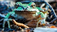 ኣብ ማይን ምድርን ክነብሩ ዝኽእሉ እንቅርዖብ