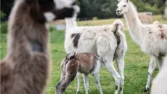 Llamas (c) University of Reading