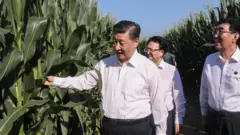習近平7月曾到中國糧食主產區之一的吉林松遼平原