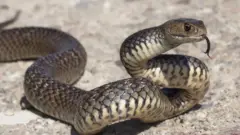 سانپ