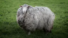 Ovca