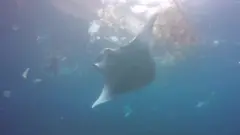 Analysis, led from the University of Manchester, counted up to 1.9 million plastic pieces per square metre.