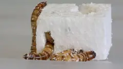 Süper solucan