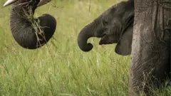La sécheresse et le manque de fonds impactent négativement sur l'évolution des éléphants au Zimbabwe