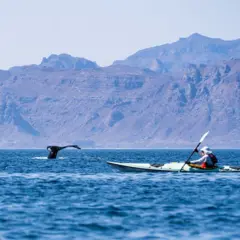 Cauda de cetáceo no mar, com um barco navegando atrás. Ao fundo, montanhas na costa.