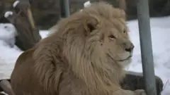 خو کابل ښاروالۍ مسوولین وايي، په خواله رسنیو کې د زمریانو لاس پر لاس کېدونکي تصویرونه د افغانستان نه دي او په وینا یې په کابل ژوبڼ کې د ساتل شویو زمریانو ساتنه او پالنه د دوی مسوولیت دی.