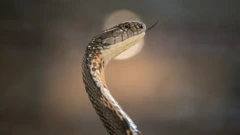 agwọ cobra
