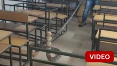 ஒடிஷா பள்ளியில் ராஜநாகம் 