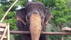 முதுமலை முகாமில் மூர்த்தி