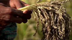 వరి ధాన్యం
